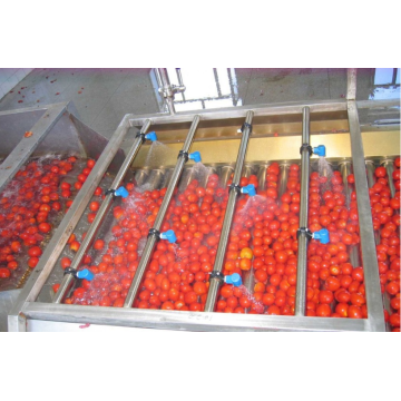 Linha de processamento de tomate automática